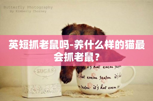 英短抓老鼠嗎-養什么樣的貓最會抓老鼠？