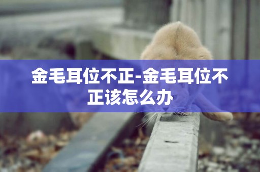 金毛耳位不正-金毛耳位不正該怎么辦