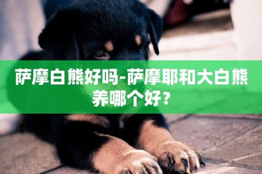 薩摩白熊好嗎-薩摩耶和大白熊養哪個好？