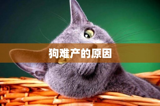 狗難產的原因