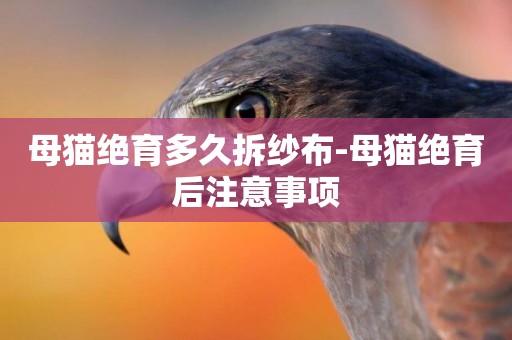 母貓絕育多久拆紗布-母貓絕育后注意事項