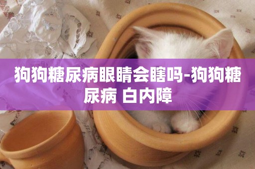 狗狗糖尿病眼睛會瞎嗎-狗狗糖尿病 白內障