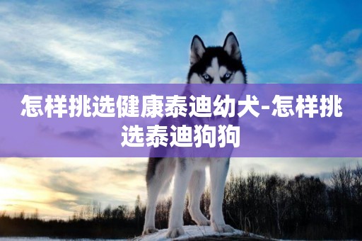 怎樣挑選健康泰迪幼犬-怎樣挑選泰迪狗狗