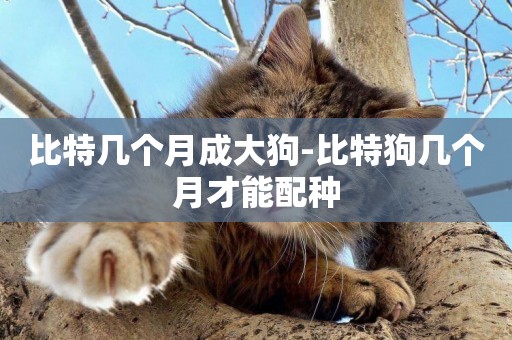 比特幾個月成大狗-比特狗幾個月才能配種