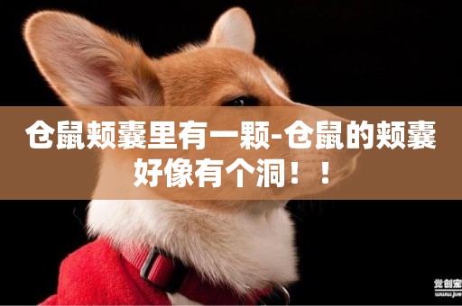 倉鼠頰囊里有一顆-倉鼠的頰囊好像有個洞！！