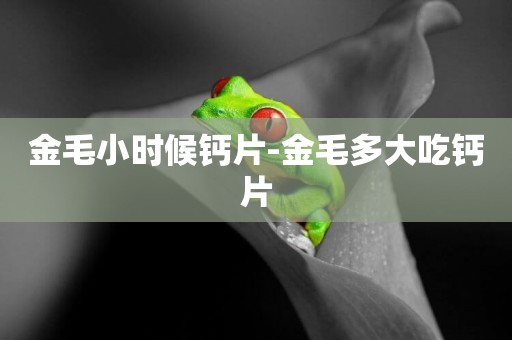 金毛小時候鈣片-金毛多大吃鈣片