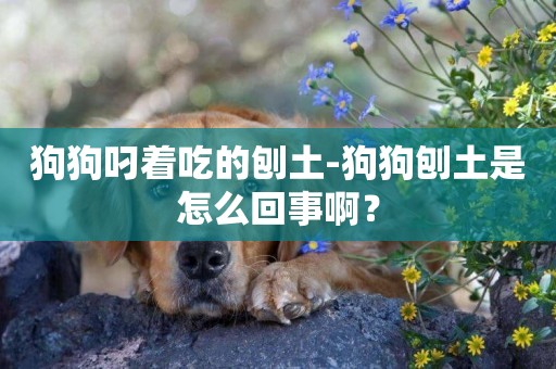狗狗叼著吃的刨土-狗狗刨土是怎么回事啊？