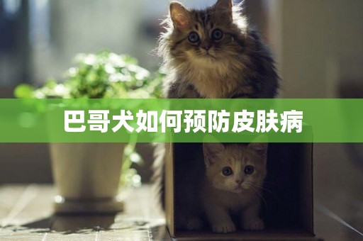 巴哥犬如何預防皮膚病