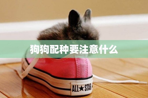 狗狗配種要注意什么