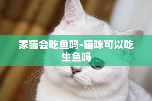 家貓會吃魚嗎-貓咪可以吃生魚嗎