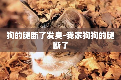 狗的腿斷了發臭-我家狗狗的腿斷了