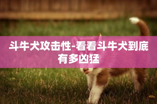 斗牛犬攻擊性-看看斗牛犬到底有多兇猛