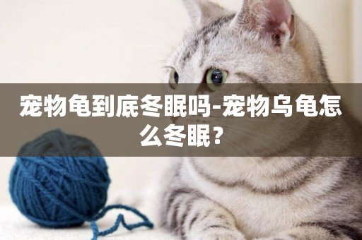 寵物龜到底冬眠嗎-寵物烏龜怎么冬眠？