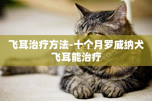 飛耳治療方法-十個月羅威納犬飛耳能治療