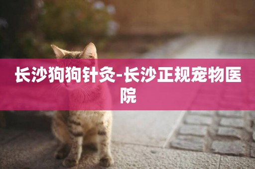 長沙狗狗針灸-長沙正規寵物醫院