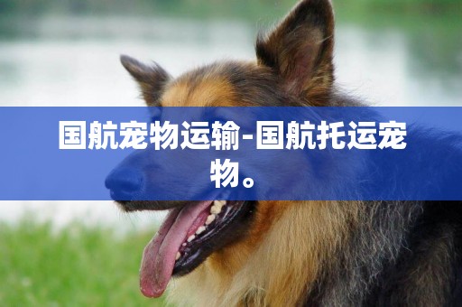 國航寵物運輸-國航托運寵物。