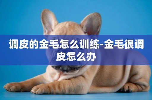 調皮的金毛怎么訓練-金毛很調皮怎么辦
