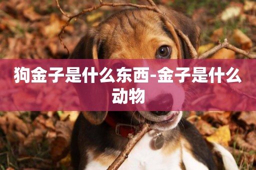 狗金子是什么東西-金子是什么動物