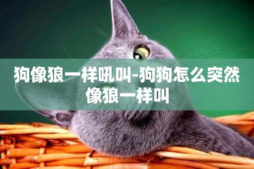 狗像狼一樣吼叫-狗狗怎么突然像狼一樣叫