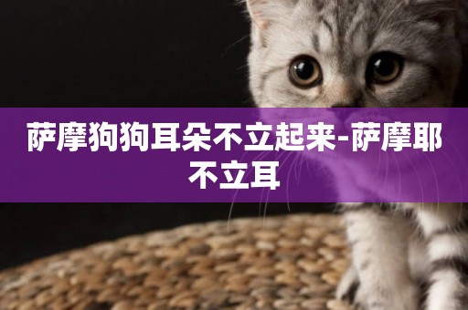 薩摩狗狗耳朵不立起來-薩摩耶不立耳