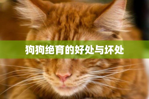 狗狗絕育的好處與壞處