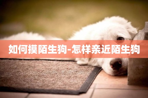 如何摸陌生狗-怎樣親近陌生狗