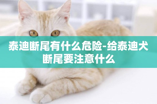 泰迪斷尾有什么危險-給泰迪犬斷尾要注意什么