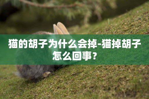 貓的胡子為什么會掉-貓掉胡子怎么回事？