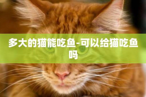 多大的貓能吃魚-可以給貓吃魚嗎