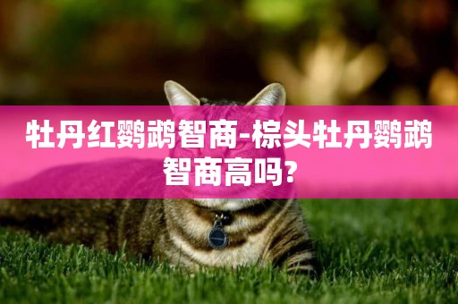 牡丹紅鸚鵡智商-棕頭牡丹鸚鵡智商高嗎?