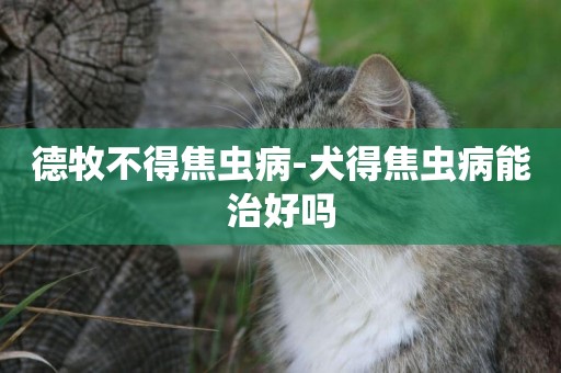 德牧不得焦蟲病-犬得焦蟲病能治好嗎