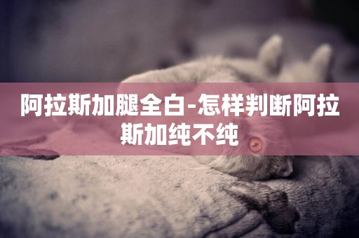 阿拉斯加腿全白-怎樣判斷阿拉斯加純不純