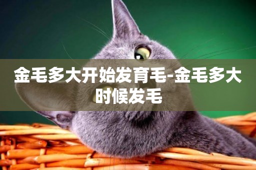 金毛多大開始發育毛-金毛多大時候發毛