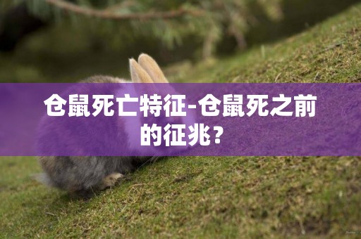 倉鼠死亡特征-倉鼠死之前的征兆？
