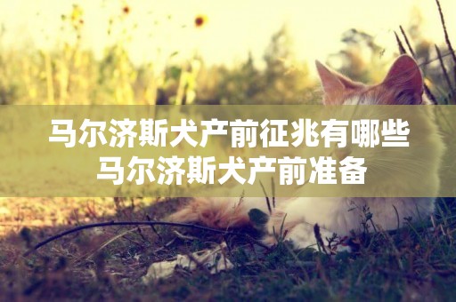 馬爾濟斯犬產前征兆有哪些 馬爾濟斯犬產前準備