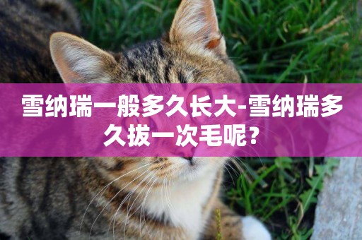 雪納瑞一般多久長大-雪納瑞多久拔一次毛呢？