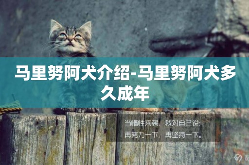 馬里努阿犬介紹-馬里努阿犬多久成年