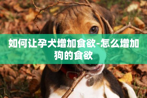 如何讓孕犬增加食欲-怎么增加狗的食欲