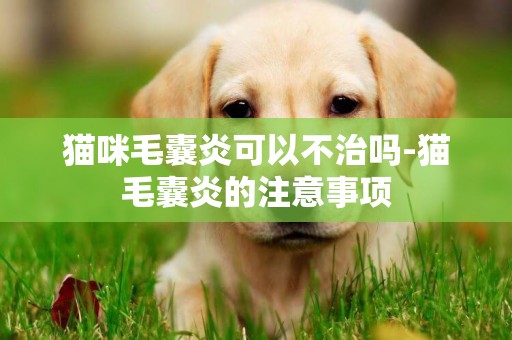 貓咪毛囊炎可以不治嗎-貓毛囊炎的注意事項