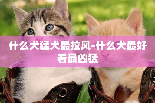 什么犬猛犬最拉風-什么犬最好看最兇猛