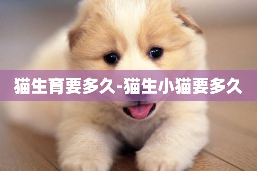 貓生育要多久-貓生小貓要多久