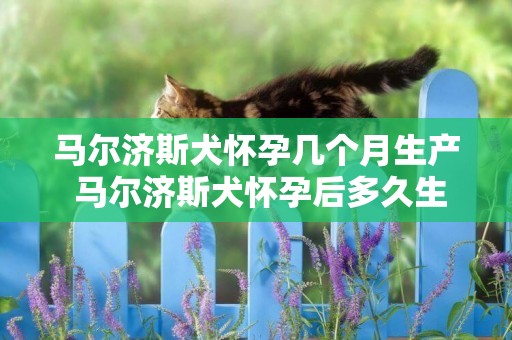 馬爾濟斯犬懷孕幾個月生產 馬爾濟斯犬懷孕后多久生產