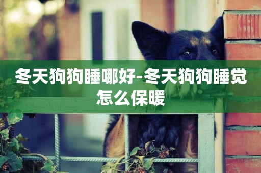 冬天狗狗睡哪好-冬天狗狗睡覺怎么保暖