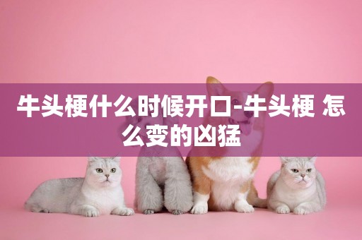 牛頭梗什么時候開口-牛頭梗 怎么變的兇猛