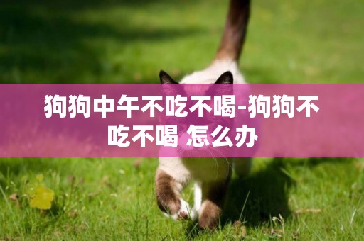 狗狗中午不吃不喝-狗狗不吃不喝 怎么辦