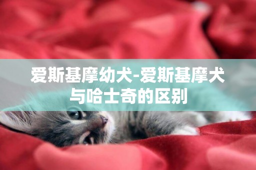 愛斯基摩幼犬-愛斯基摩犬與哈士奇的區別