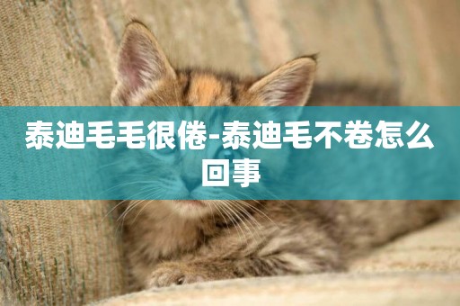 泰迪毛毛很倦-泰迪毛不卷怎么回事