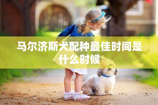 馬爾濟斯犬配種最佳時間是什么時候