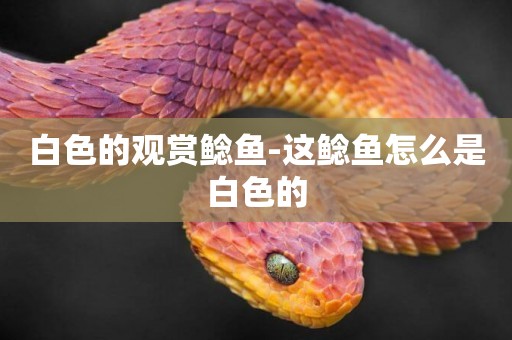 白色的觀賞鯰魚-這鯰魚怎么是白色的