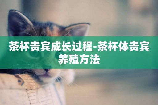 茶杯貴賓成長過程-茶杯體貴賓養殖方法